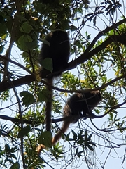Callicebus personatus