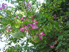 Bauhinia × blakeana