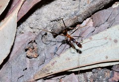 Leptomyrmex rothneyi