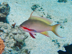 Pseudanthias huchtii