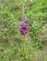 Meconopsis pinnatifolia