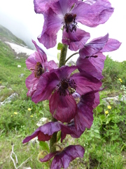 Meconopsis pinnatifolia