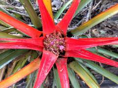 Aechmea recurvata