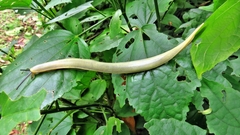 Vaginulus taunaisii