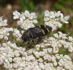 Acmaeoderella flavofasciata