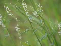 Diceraeus