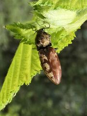 Prosternon bombycinum