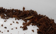 Campodea plusiochaeta