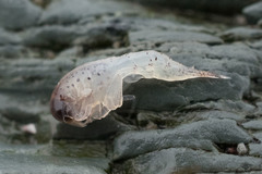 Themisto libellula