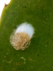 Pulvinaria camelicola