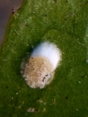 Pulvinaria camelicola