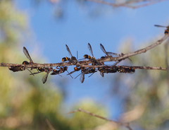 Lasioglossum peraustrale