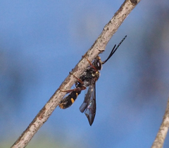 Lasioglossum peraustrale
