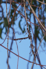 Lasioglossum peraustrale