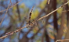 Lasioglossum peraustrale