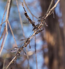 Lasioglossum peraustrale