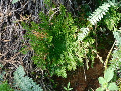 Selaginella lepidophylla