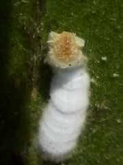 Pulvinaria camelicola