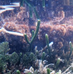 Caulerpa simpliciuscula