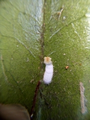 Pulvinaria camelicola