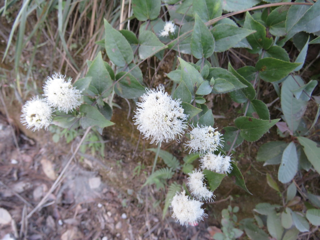 Ageratina jaliscensis
