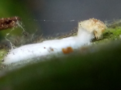 Pulvinaria camelicola