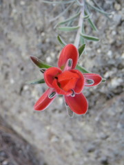 Castilleja nervata