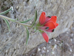 Castilleja nervata