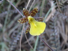 Oncidium graminifolium