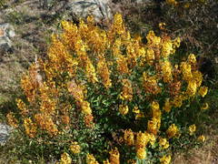 Galphimia glauca