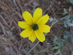 Bidens acrifolia