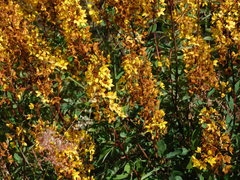 Galphimia glauca