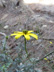 Bidens acrifolia
