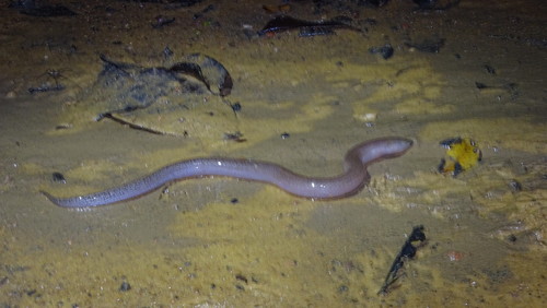 Marbled swamp eel (Synbranchus marmoratus) — Synbranchidae — 2