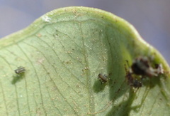 Tarophagus colocasiae