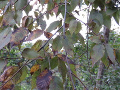 Carpinus tropicalis