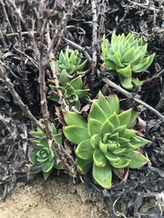 Dudleya farinosa