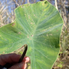 Tarophagus colocasiae