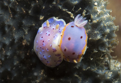 Goniobranchus thompsoni