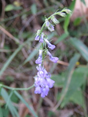 Lobelia jaliscensis
