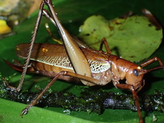 Ischnomela pulchripennis