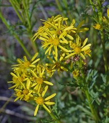 Senecio eremophilus