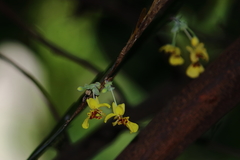 Lockhartia oerstedii