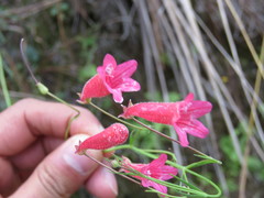 Penstemon imberbis