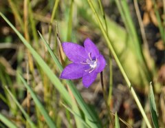 Campanula parryi