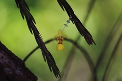 Lockhartia oerstedii