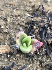 Dudleya farinosa