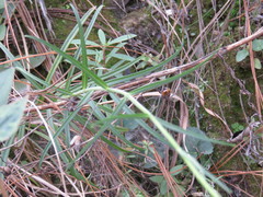 Penstemon imberbis