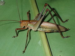 Ischnomela pulchripennis
