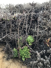 Dudleya farinosa